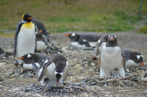 Penguins